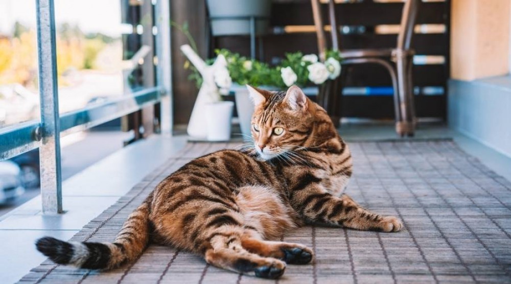 Kako urediti balkon za mačko?